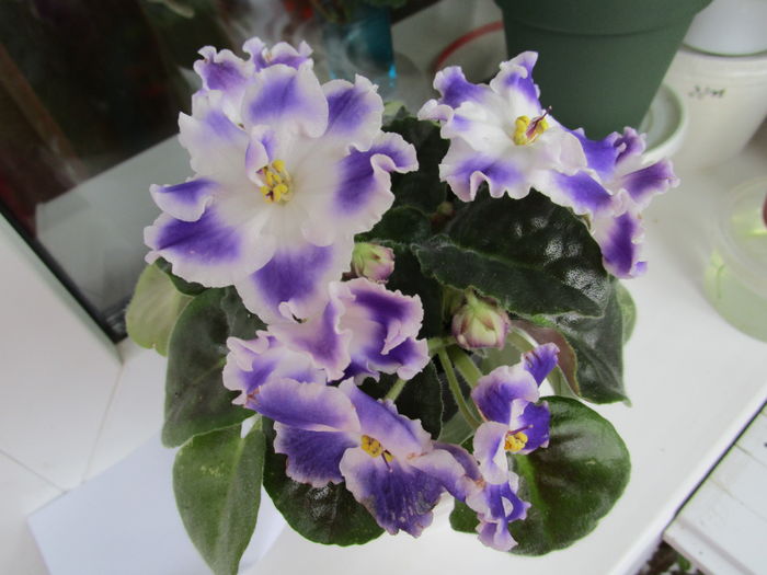 Podvenechnaia sport (26-02-2016)