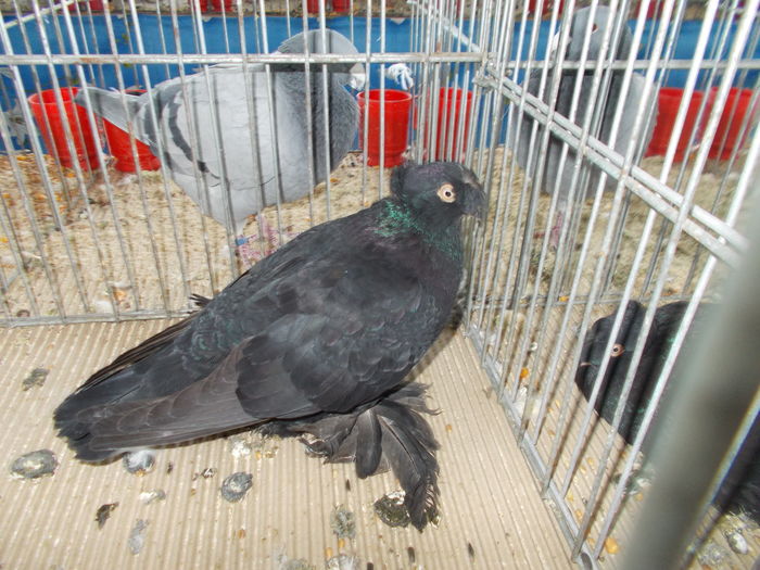 DSCN7314 - expo suceava 22-24 ian 2016