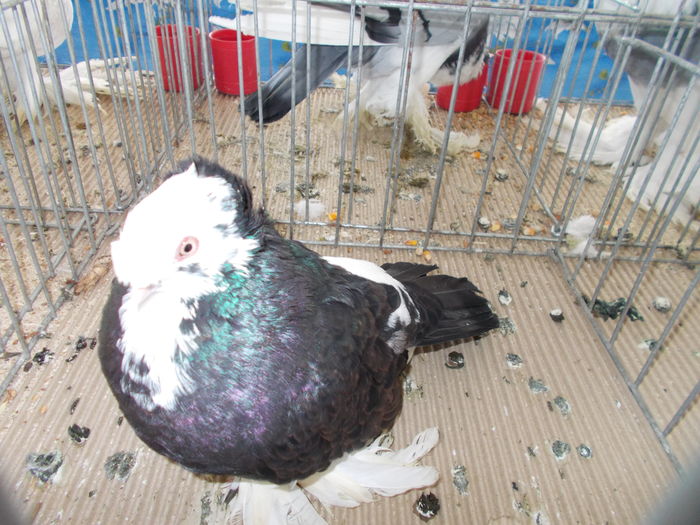 DSCN7318 - expo suceava 22-24 ian 2016