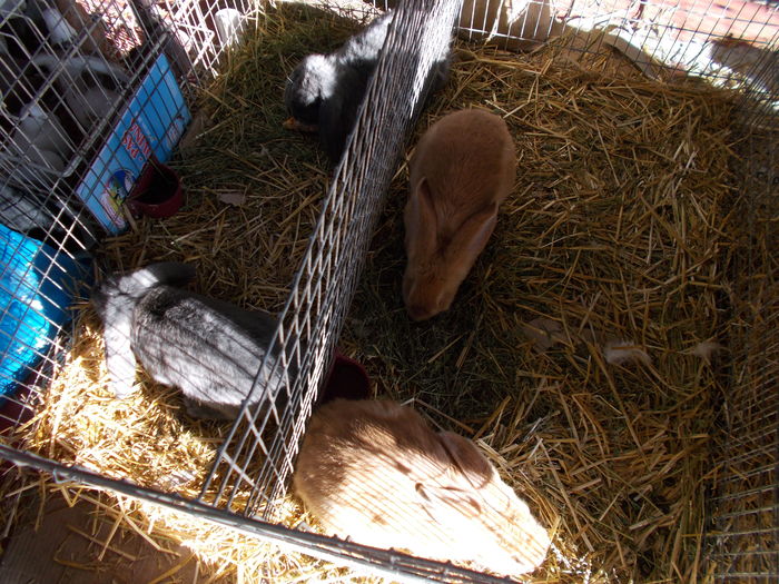 DSCN7345 - expo suceava 22-24 ian 2016