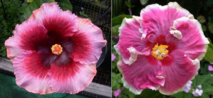 Hibiscus Plum Pizzazz  & Tahitian Imperial Blossom - Plum Pizzazz si Moorea Imperial Blossom