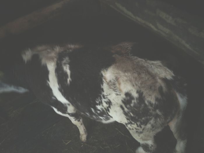 inainte de sacrificare