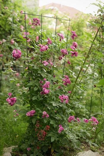 Rosemary Viaud - 1 Trandafiri care tolereaza umbra