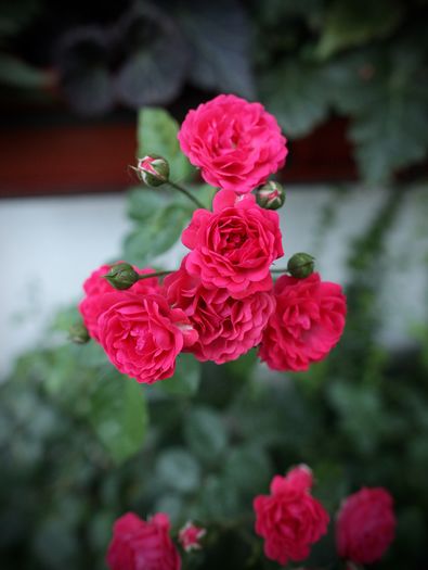 Red Triumph - 1 Trandafiri care tolereaza umbra