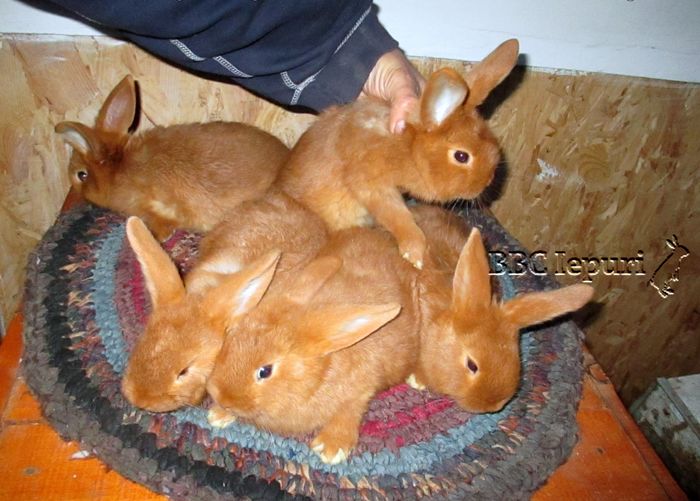  - 3 Arhiva iepuri