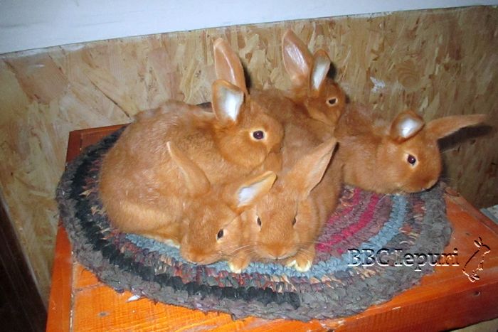  - 3 Arhiva iepuri
