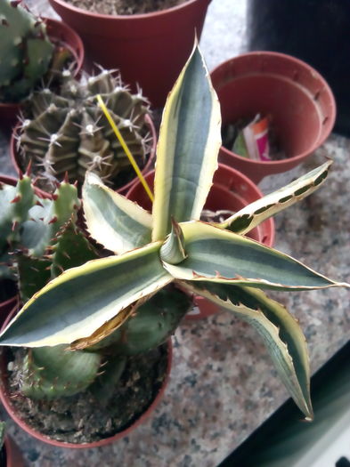 agave lophantha v quadricolor - Colectia mea de agave