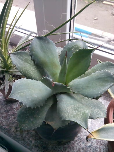 Agava seemanniana - Colectia mea de agave