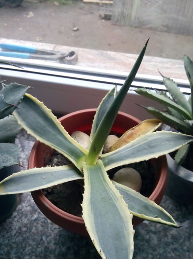 Agava americana variegata - Colectia mea de agave