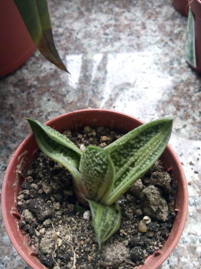 Gasteria little warty; 10 lei

