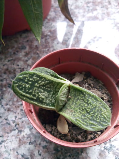 Gasteria little warty; 10 lei
