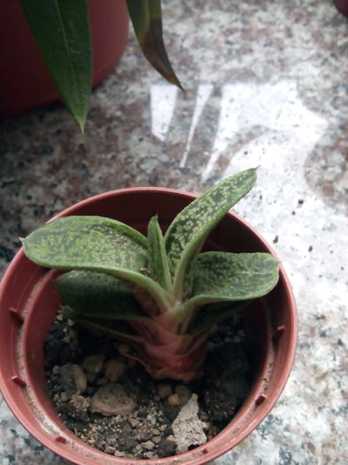 Gasteria little warty; 10 lei
