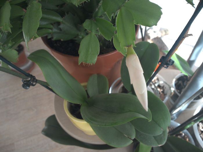 O noua inflorire :)
