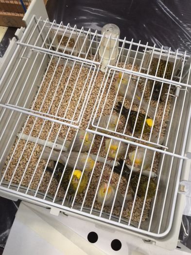 LIZARZI - Frumuseti mondiale 2