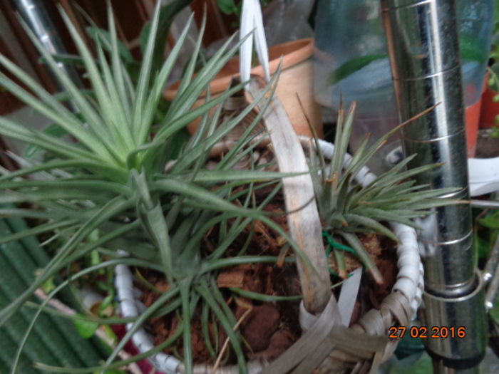 DSC02273 - Tillandsia