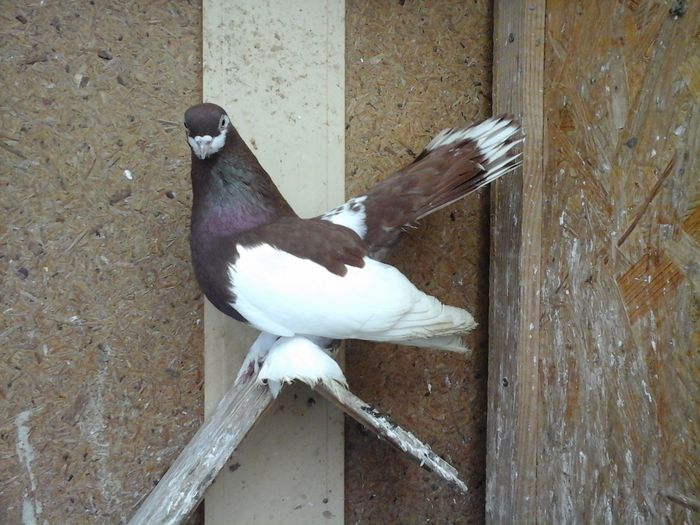 20160227_144214 - VOLGA 2017