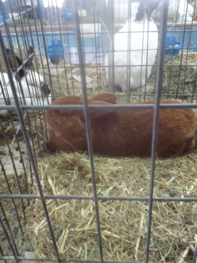 DSC_0462 - Animalele mele la expo 2016