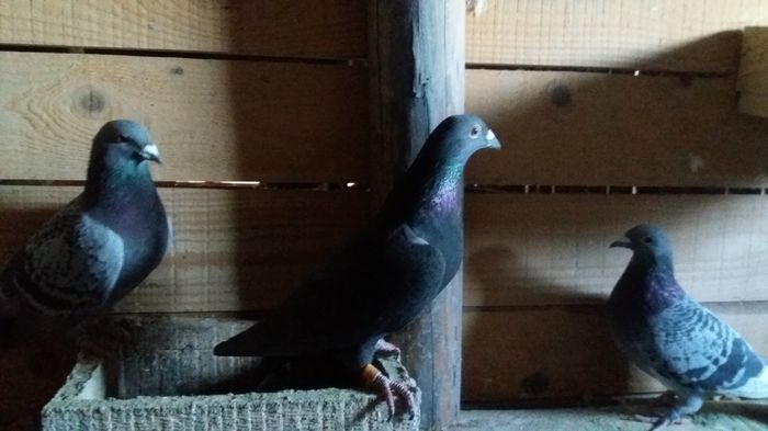 20160108_155754 - lot zbor