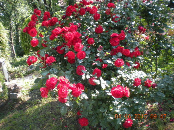 DSCN2242-001 - Copy - trandafiri