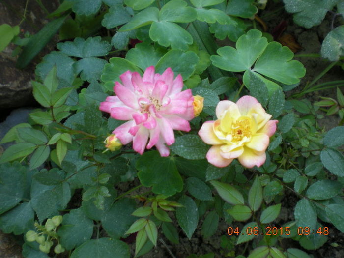 DSCN2244 - Copy - trandafiri