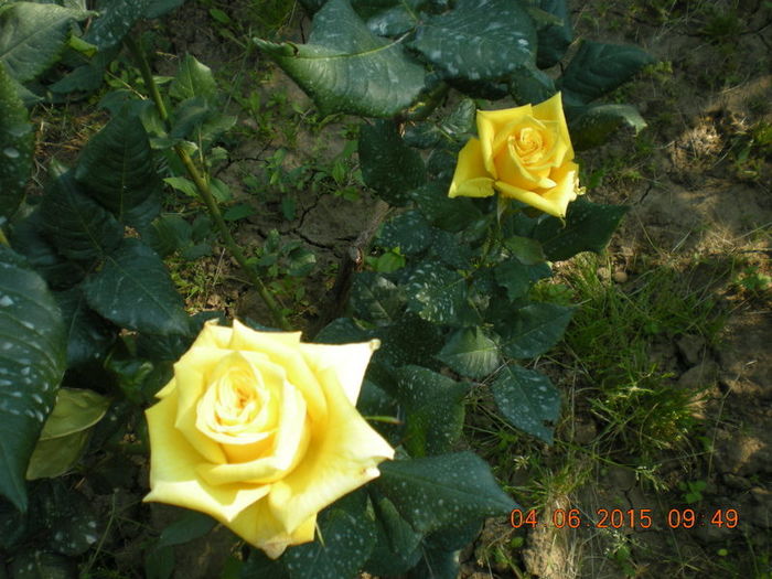 DSCN2245 - Copy - trandafiri