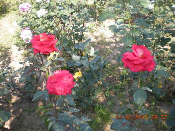 DSCN2256-001 - trandafiri