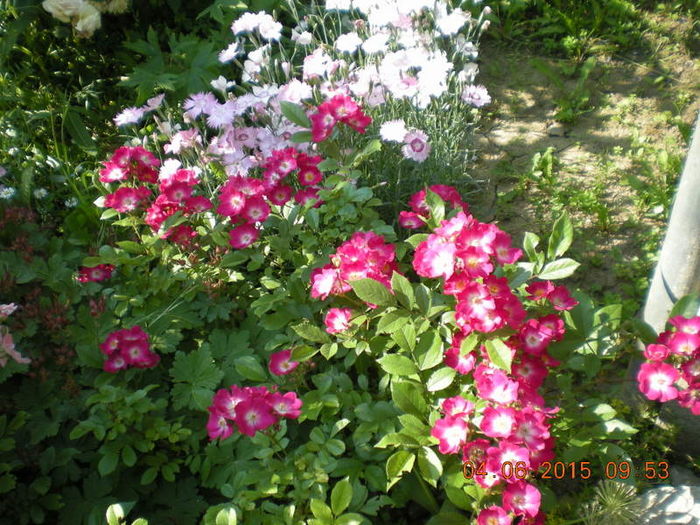 DSCN2257-001 - trandafiri