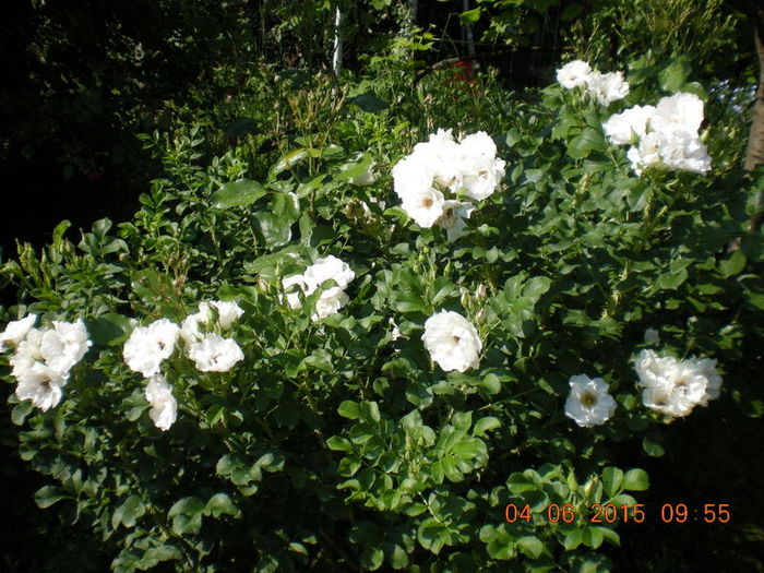 DSCN2259 - trandafiri