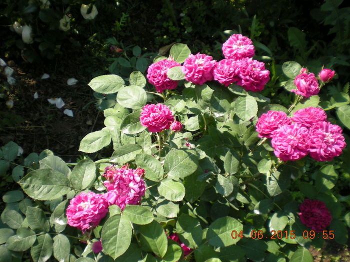 DSCN2260-001 - trandafiri