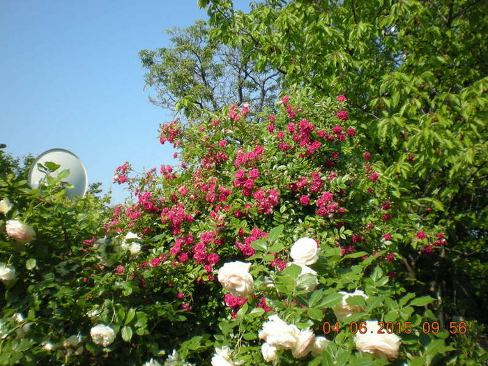DSCN2261 - trandafiri