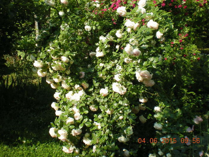 DSCN2262 - trandafiri