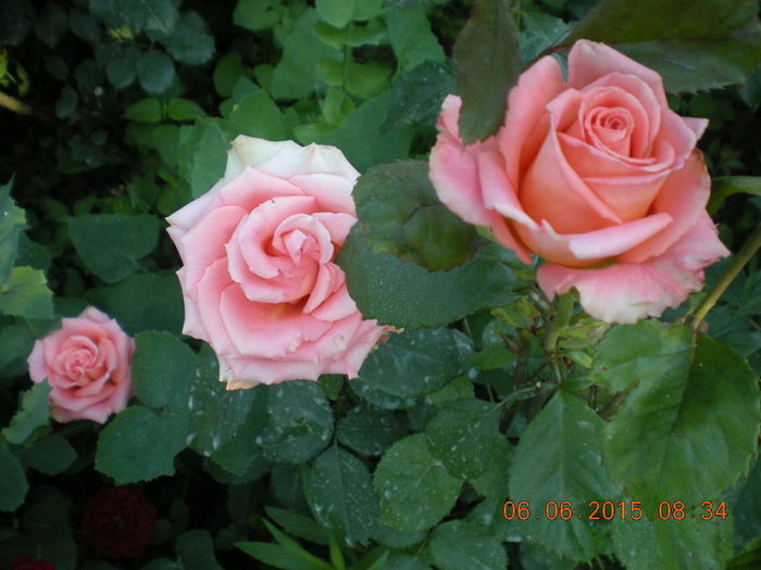 DSCN2274-001 - trandafiri