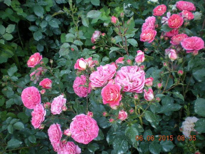 DSCN2276-001 - trandafiri
