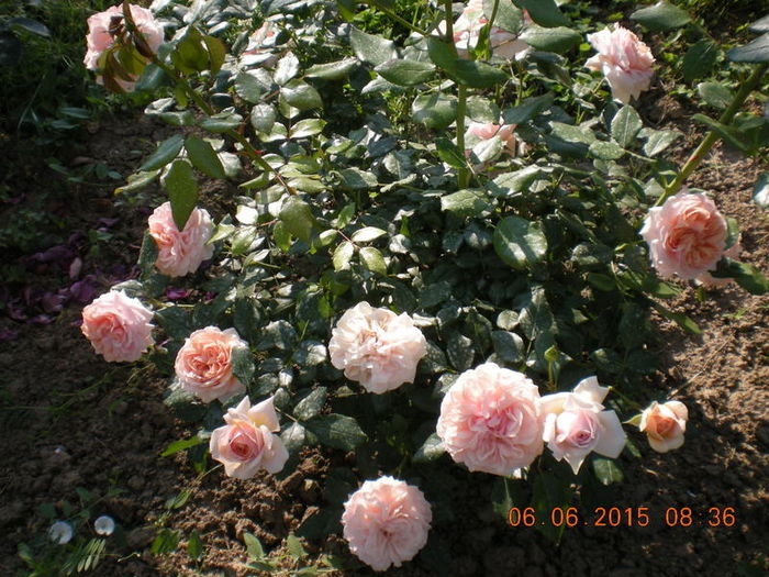 DSCN2280-001 - trandafiri