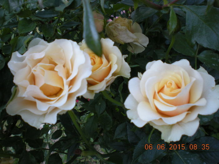 DSCN2275 - trandafiri