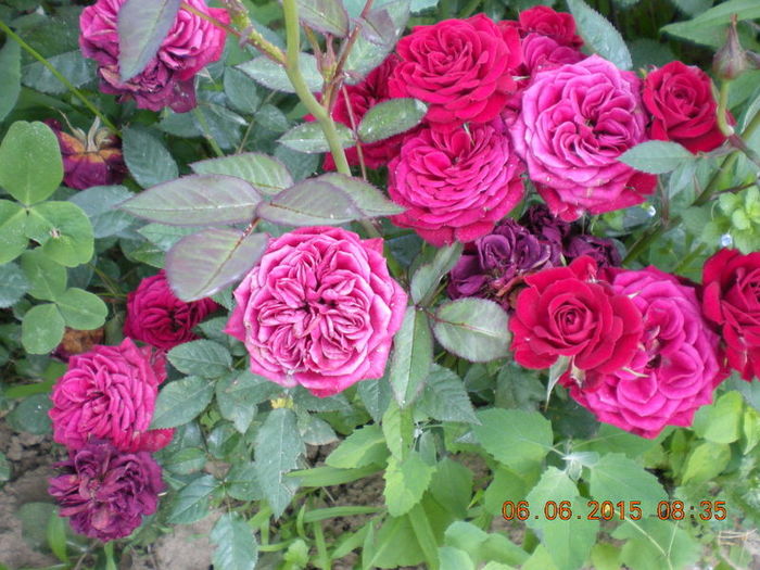DSCN2278 - trandafiri