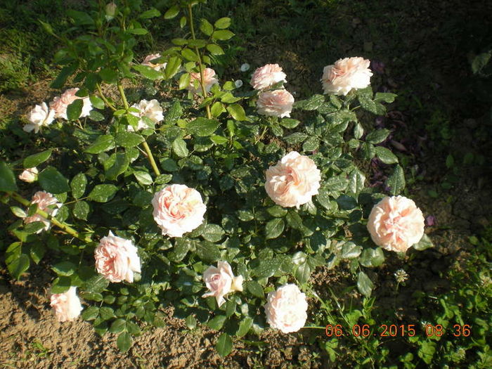 DSCN2281 - trandafiri
