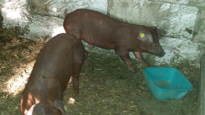 81517 - Scroafe Duroc de mare valoare genetica