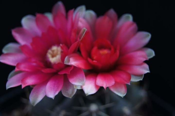 Gymnocalycium baldianum - Spini si flori 2009-2010