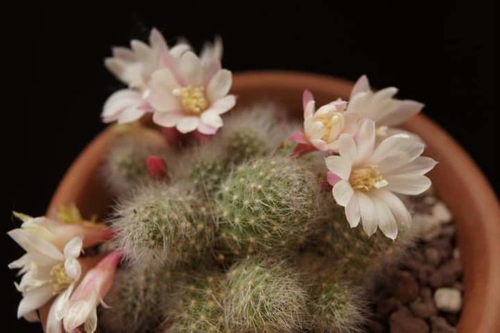 Rebutia albiflora - Spini si flori 2009-2010