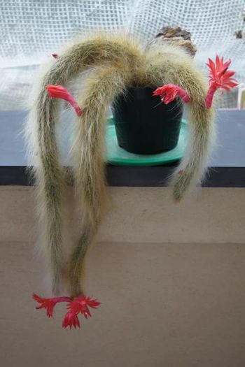 Colademononis-coada de maimuta - Spini si flori 2009-2010