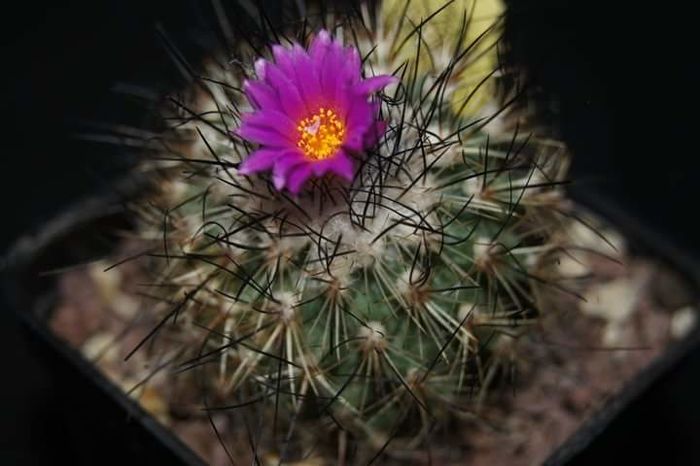 Gymnocactus viereckii - Spini si flori 2009-2010