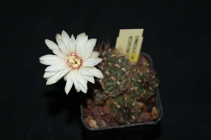 Gymnocalycium mesopotamicum; Gymnocalycium mesopotamicum
