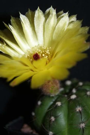 Parodia ottonis; Parodia ottonis
