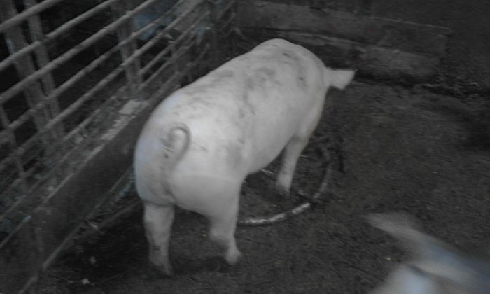 20160227_153929 - PORCI RASA PIETRAIN