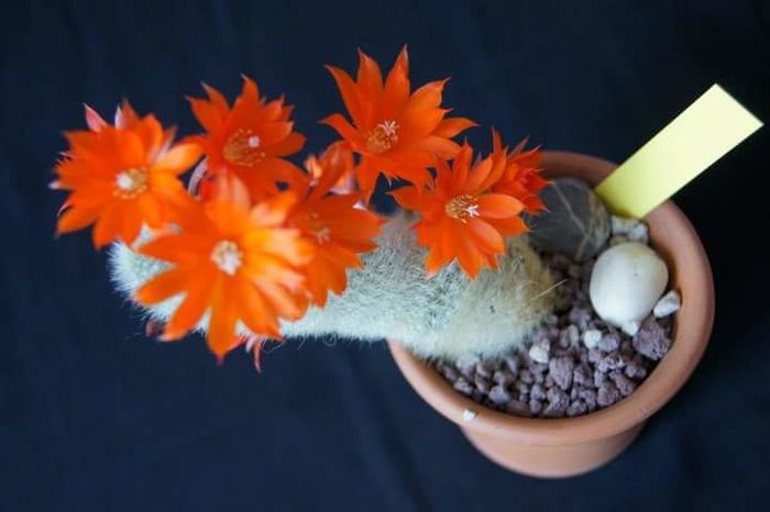 Rebutia albipilosa