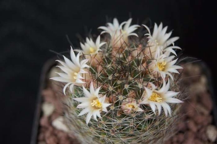 Mammillaria picta - Mammillaria2009-2010