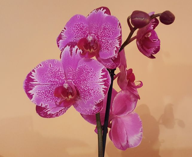  - Phalaenopsis 1