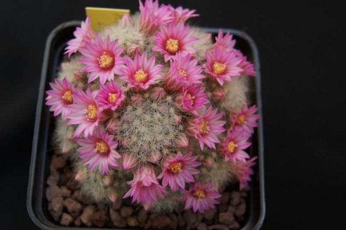 Mammillaria laui - Mammillaria2009-2010