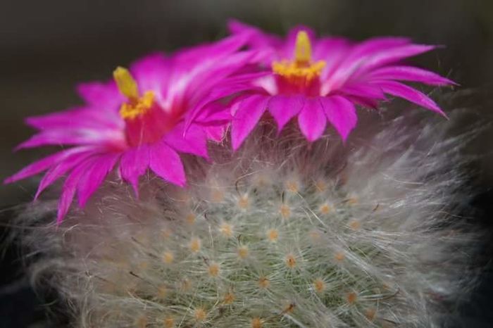 Mammillaria guelzowiana